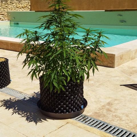 Zkittlez Auto growlog timeline photo
