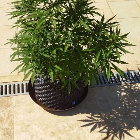 Zkittlez Auto growlog timeline photo