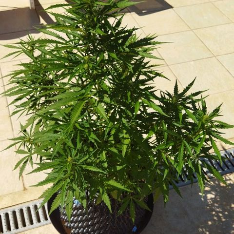 Zkittlez Auto growlog timeline photo