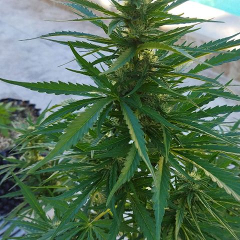 Zkittlez Auto growlog timeline photo