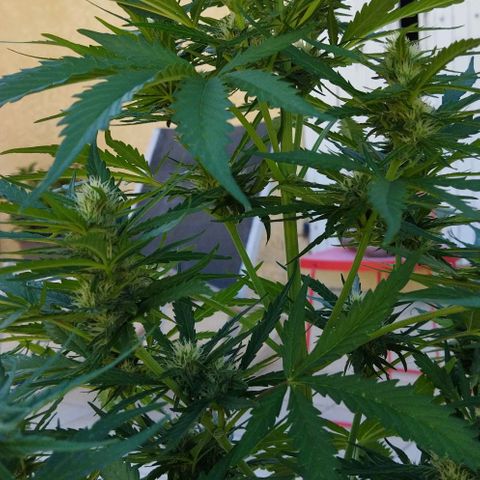 Zkittlez Auto growlog timeline photo