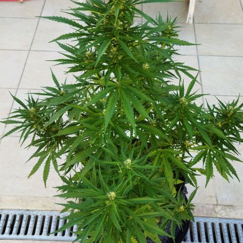 Zkittlez Auto growlog timeline photo