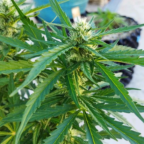 Zkittlez Auto growlog timeline photo