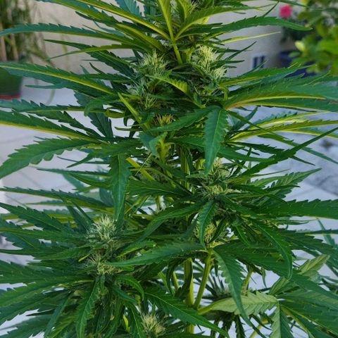 Zkittlez Auto growlog timeline photo