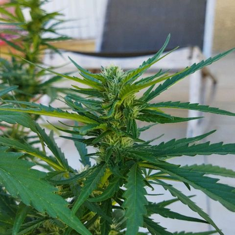 Zkittlez Auto growlog timeline photo