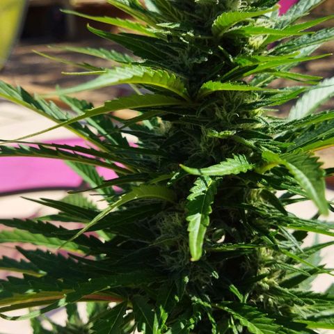 Zkittlez Auto growlog timeline photo