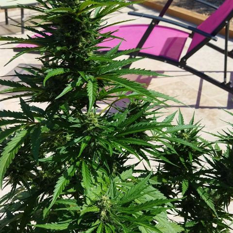 Zkittlez Auto growlog timeline photo
