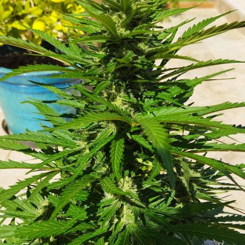 Zkittlez Auto growlog timeline photo