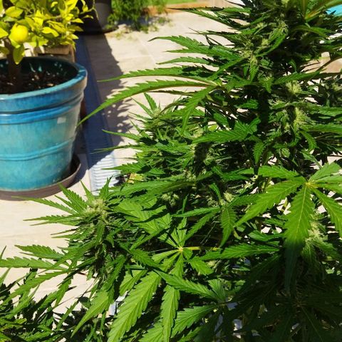 Zkittlez Auto growlog timeline photo