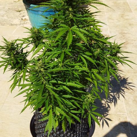 Zkittlez Auto growlog timeline photo