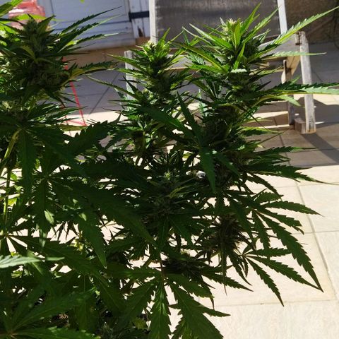 Zkittlez Auto growlog timeline photo