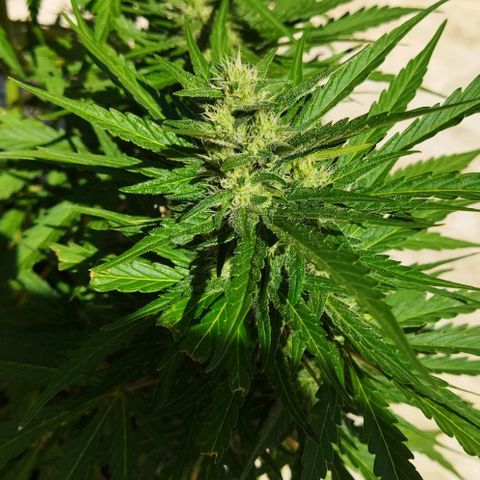 Zkittlez Auto growlog timeline photo