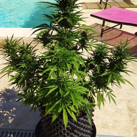 Zkittlez Auto growlog timeline photo