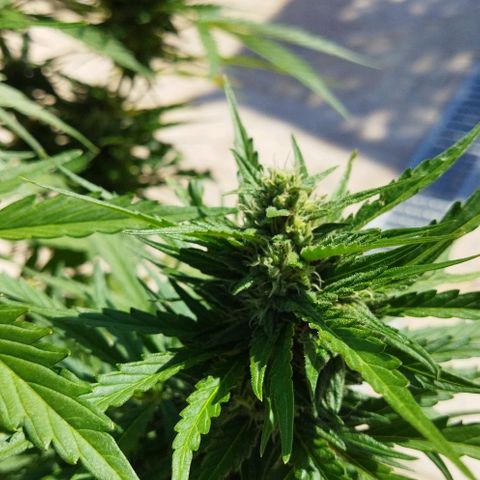 Zkittlez Auto growlog timeline photo