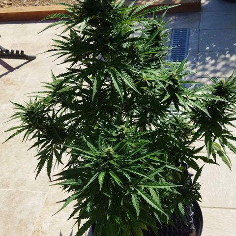 Zkittlez Auto growlog timeline photo