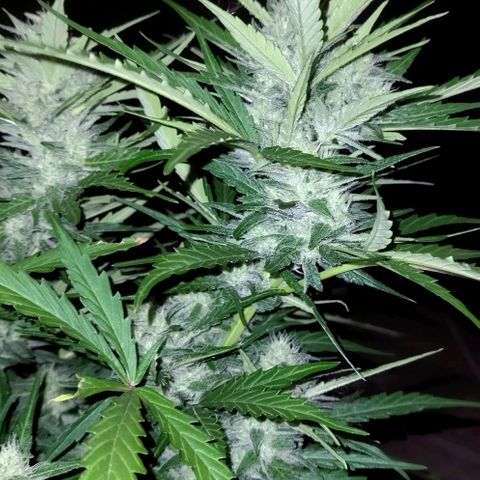 Zkittlez Auto growlog timeline photo