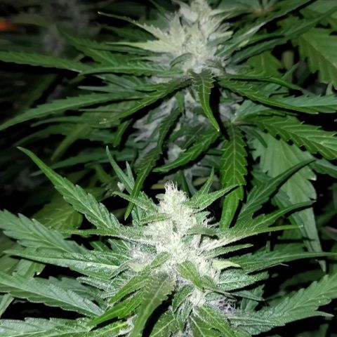 Zkittlez Auto growlog timeline photo