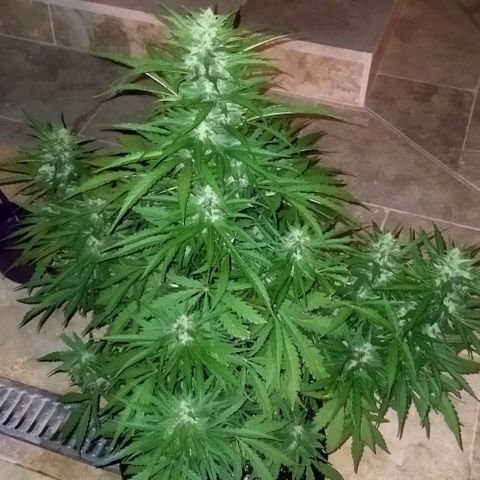 Zkittlez Auto growlog timeline photo