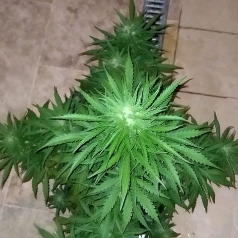 Zkittlez Auto growlog timeline photo