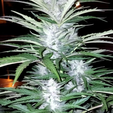 Zkittlez Auto growlog timeline photo
