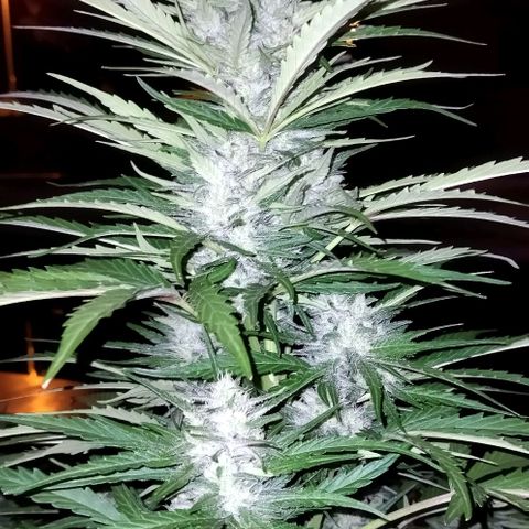 Zkittlez Auto growlog timeline photo
