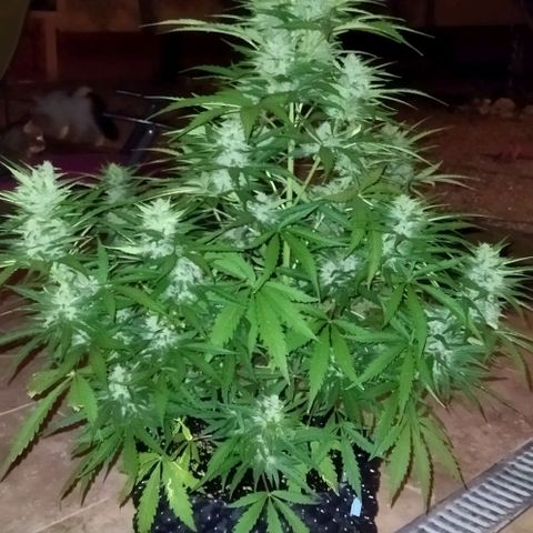 Zkittlez Auto growlog timeline photo