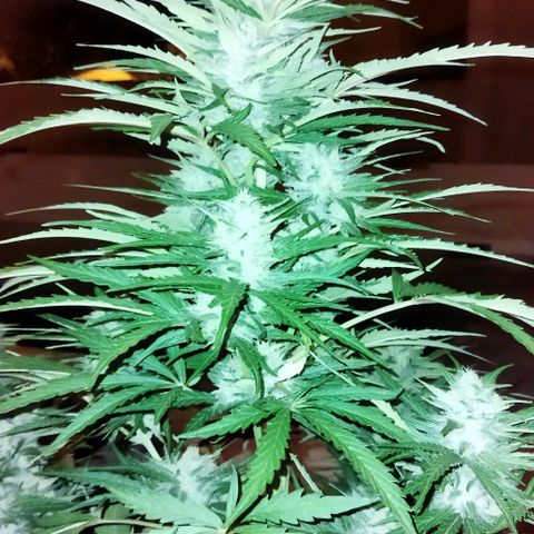 Zkittlez Auto growlog timeline photo
