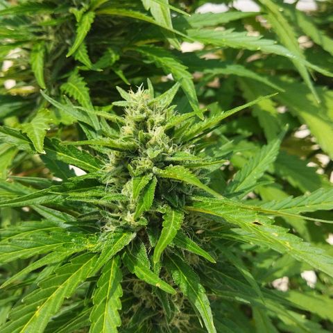 Zkittlez Auto growlog timeline photo