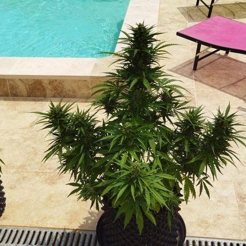 Zkittlez Auto growlog timeline photo