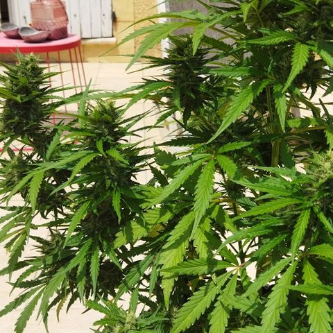 Zkittlez Auto growlog timeline photo