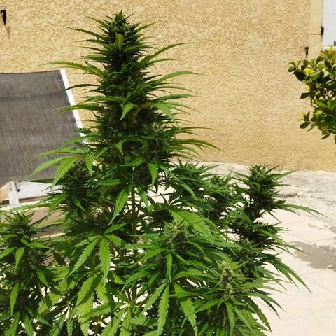 Zkittlez Auto growlog timeline photo