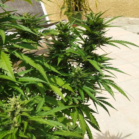 Zkittlez Auto growlog timeline photo