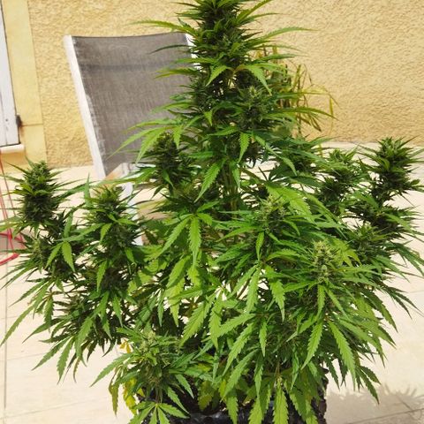 Zkittlez Auto growlog timeline photo
