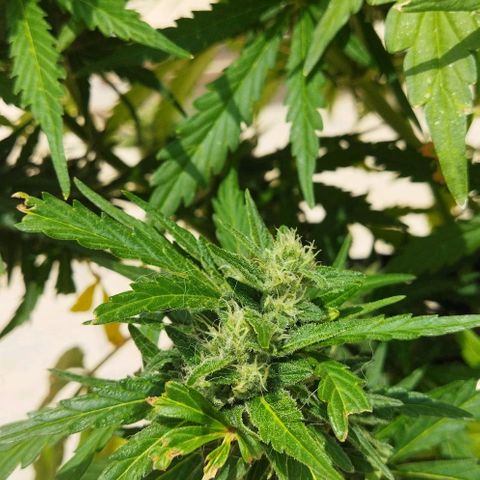 Zkittlez Auto growlog timeline photo
