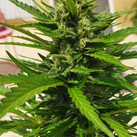 Zkittlez Auto growlog timeline photo