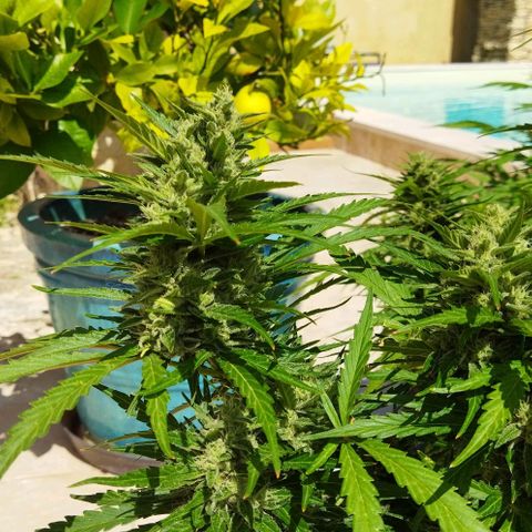 Zkittlez Auto growlog timeline photo