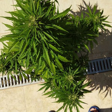 Zkittlez Auto growlog timeline photo