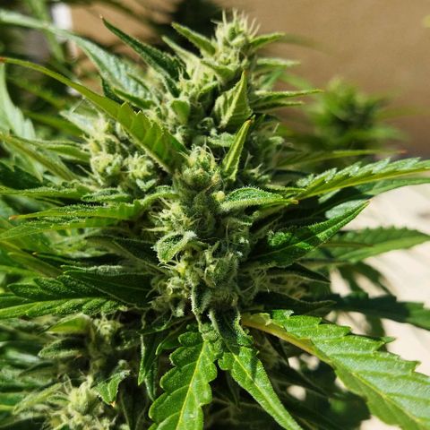 Zkittlez Auto growlog timeline photo