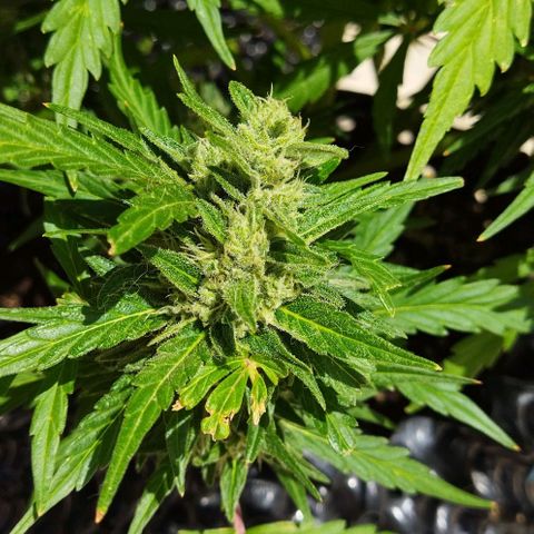 Zkittlez Auto growlog timeline photo