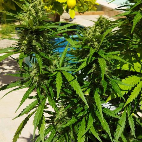 Zkittlez Auto growlog timeline photo