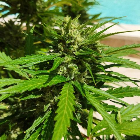 Zkittlez Auto growlog timeline photo