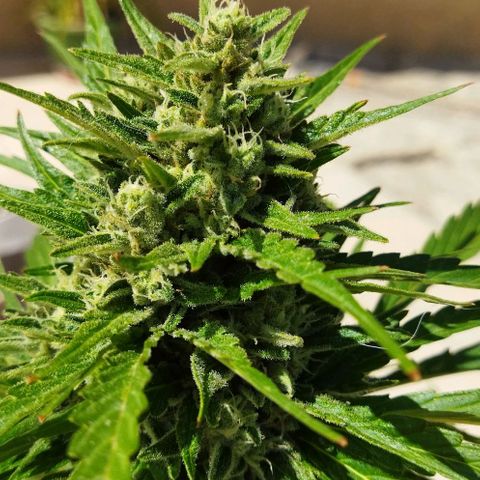 Zkittlez Auto growlog timeline photo