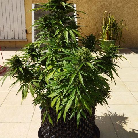 Zkittlez Auto growlog timeline photo