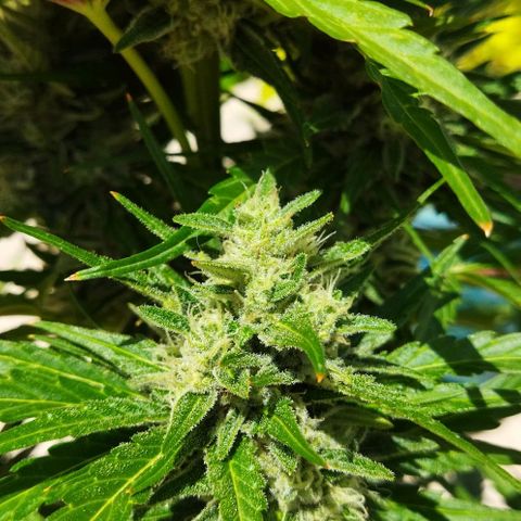 Zkittlez Auto growlog timeline photo
