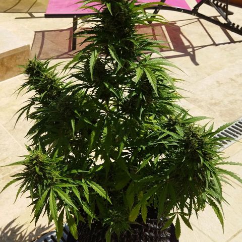 Zkittlez Auto growlog timeline photo