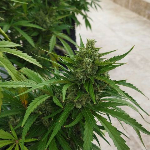 Zkittlez Auto growlog timeline photo