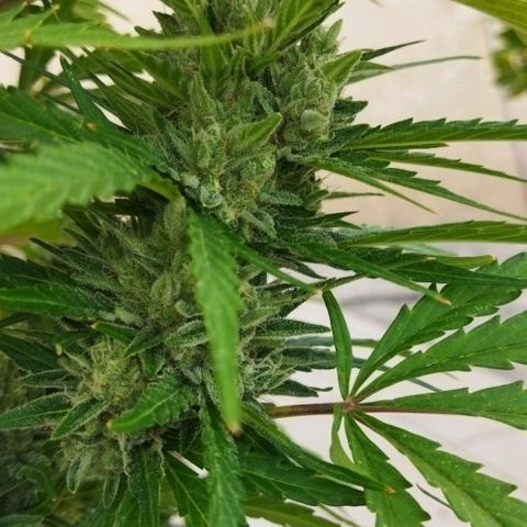 Zkittlez Auto growlog timeline photo