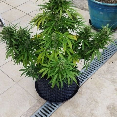 Zkittlez Auto growlog timeline photo