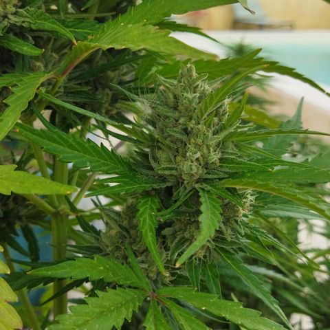 Zkittlez Auto growlog timeline photo