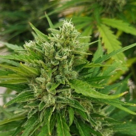 Zkittlez Auto growlog timeline photo